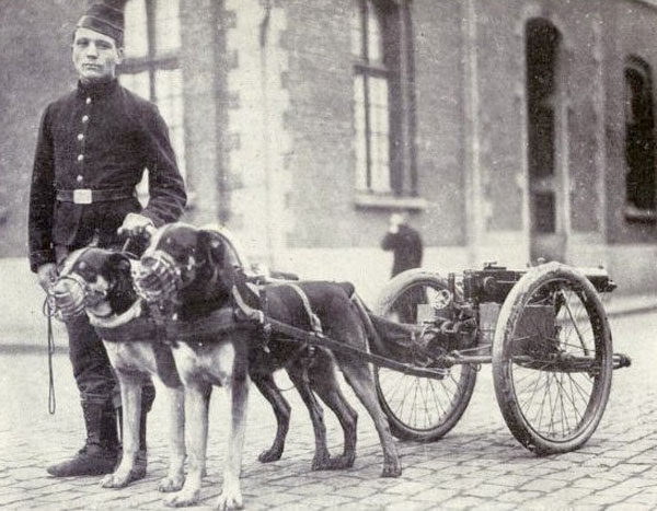 son los rottweilers usados ​​en el ejercito